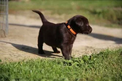Labrador štěňata